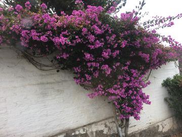 QUINTA PUEMBO VIA ARRAYANES APTA PARA PROYECTO