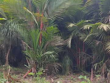 Milagro, Venta de Excelente Finca con Diversos Arboles Frutales, Palmeras 5.8 Ha