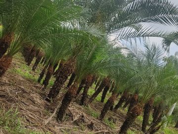 Milagro, Venta de Excelente Finca con Diversos Arboles Frutales, Palmeras 5.8 Ha