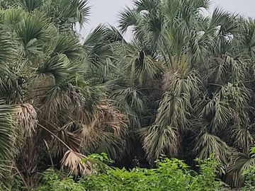 Milagro, Venta de Excelente Finca con Diversos Arboles Frutales, Palmeras 5.8 Ha