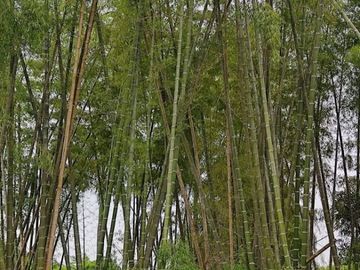 Milagro, Venta de Excelente Finca con Diversos Arboles Frutales, Palmeras 5.8 Ha