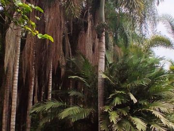 Milagro, Venta de Excelente Finca con Diversos Arboles Frutales, Palmeras 5.8 Ha
