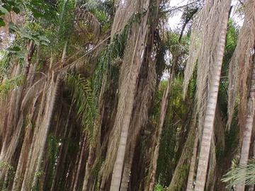 Milagro, Venta de Excelente Finca con Diversos Arboles Frutales, Palmeras 5.8 Ha