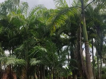 Milagro, Venta de Excelente Finca con Diversos Arboles Frutales, Palmeras 5.8 Ha