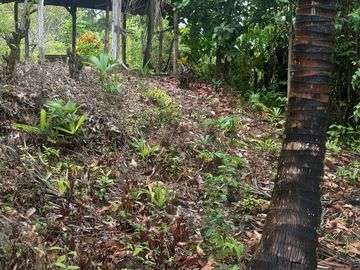 Se vende finca de 43 hectáreas con frente de rio