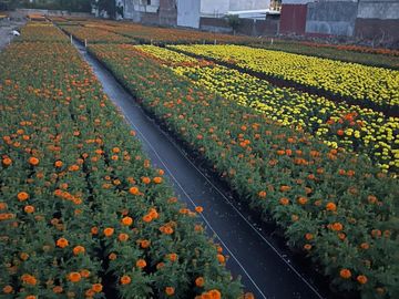 Venta de Rancho con áreas de siembra en Atlixco, Puebla