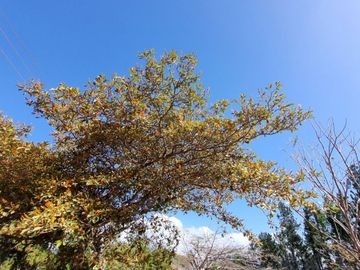 Finca en Las Margaritas, Coclé