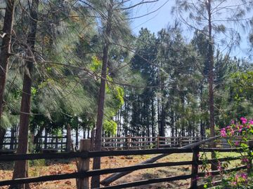 Finca en Las Margaritas, Coclé