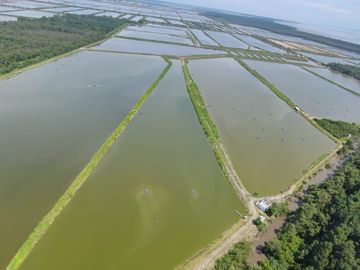 N14 - Camaronera en Venta 165 hectáreas en Guayas