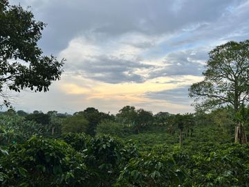 Se vende finca cafetera en Quimbaya Quindío