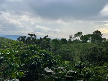 Se vende finca cafetera en Quimbaya Quindío