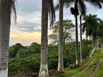 Se vende finca cafetera en Quimbaya Quindío