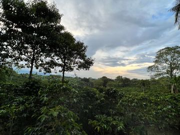 Se vende finca cafetera en Quimbaya Quindío