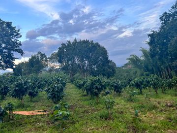 Se vende finca cafetera en Quimbaya Quindío