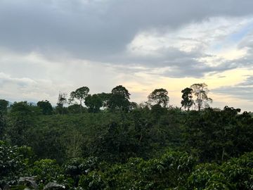 Se vende finca cafetera en Quimbaya Quindío