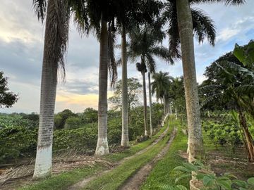 Se vende finca cafetera en Quimbaya Quindío