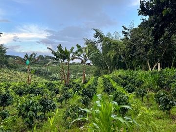 Se vende finca cafetera en Quimbaya Quindío