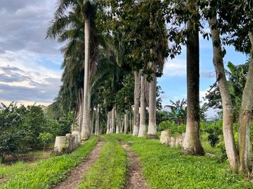 Se vende finca cafetera en Quimbaya Quindío