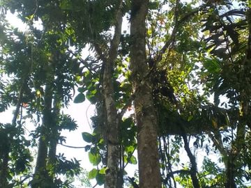 VENTA HACIENDA CON BOSQUE PRIMARIO DENSO ESMERALDAS - SAN LORENZO SECTOR LA CAROLINA  6.586HA $3'800.000 DÓLARES