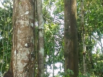 VENTA HACIENDA CON BOSQUE PRIMARIO DENSO ESMERALDAS - SAN LORENZO SECTOR LA CAROLINA  6.586HA $3'800.000 DÓLARES