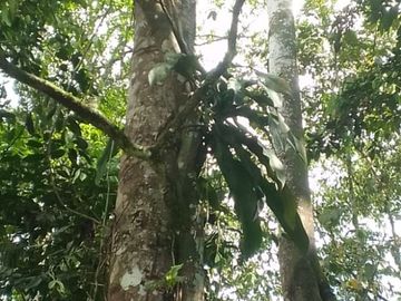 VENTA HACIENDA CON BOSQUE PRIMARIO DENSO ESMERALDAS - SAN LORENZO SECTOR LA CAROLINA  6.586HA $3'800.000 DÓLARES
