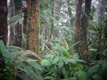 VENTA HACIENDA CON BOSQUE PRIMARIO DENSO ESMERALDAS - SAN LORENZO SECTOR LA CAROLINA  6.586HA $3'800.000 DÓLARES