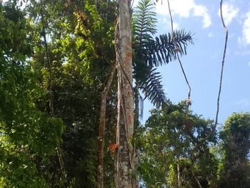 VENTA HACIENDA CON BOSQUE PRIMARIO DENSO ESMERALDAS - SAN LORENZO SECTOR LA CAROLINA  6.586HA $3'800.000 DÓLARES