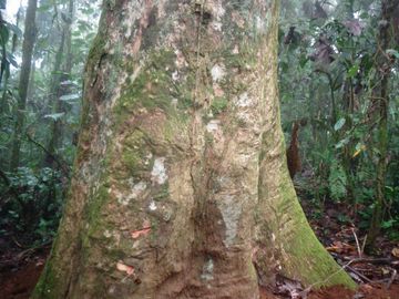 VENTA HACIENDA CON BOSQUE PRIMARIO DENSO ESMERALDAS - SAN LORENZO SECTOR LA CAROLINA  6.586HA $3'800.000 DÓLARES