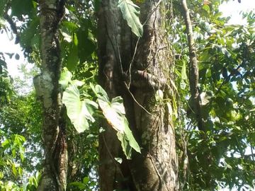 VENTA HACIENDA CON BOSQUE PRIMARIO DENSO ESMERALDAS - SAN LORENZO SECTOR LA CAROLINA  6.586HA $3'800.000 DÓLARES