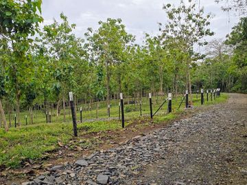 Finca1 Titulada de 4,925 M2 Frente al Lago. Fincanciada SIN INTERES Desde $250: