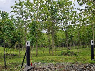 Finca1 Titulada de 4,925 M2 Frente al Lago. Fincanciada SIN INTERES Desde $250: