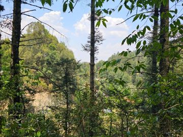 VENTA DE TERRENO EN CASAS BLANCAS, MINERAL DEL CHICO TOTALMENTE BOSQUE