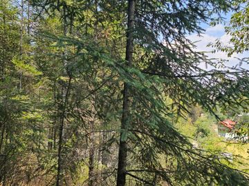 VENTA DE TERRENO EN CASAS BLANCAS, MINERAL DEL CHICO TOTALMENTE BOSQUE