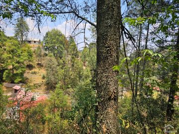 VENTA DE TERRENO EN CASAS BLANCAS, MINERAL DEL CHICO TOTALMENTE BOSQUE