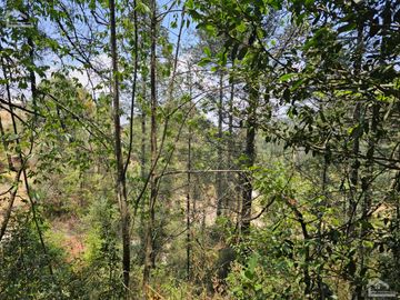 VENTA DE TERRENO EN CASAS BLANCAS, MINERAL DEL CHICO TOTALMENTE BOSQUE