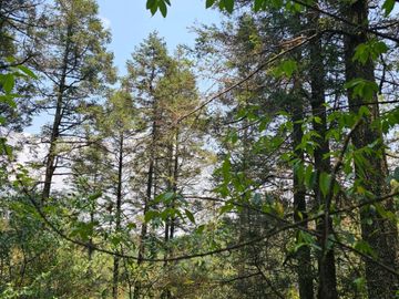 VENTA DE TERRENO EN CASAS BLANCAS, MINERAL DEL CHICO TOTALMENTE BOSQUE