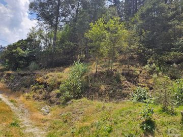VENTA DE TERRENO EN CASAS BLANCAS, MINERAL DEL CHICO TOTALMENTE BOSQUE