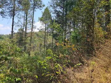 VENTA DE TERRENO EN CASAS BLANCAS, MINERAL DEL CHICO TOTALMENTE BOSQUE