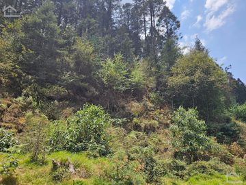 VENTA DE TERRENO EN CASAS BLANCAS, MINERAL DEL CHICO TOTALMENTE BOSQUE