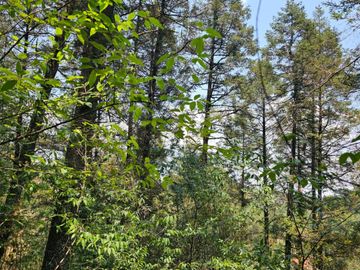 VENTA DE TERRENO EN CASAS BLANCAS, MINERAL DEL CHICO TOTALMENTE BOSQUE