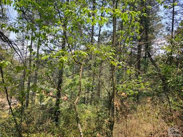 VENTA DE TERRENO EN CASAS BLANCAS, MINERAL DEL CHICO TOTALMENTE BOSQUE
