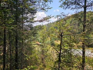 VENTA DE TERRENO EN CASAS BLANCAS, MINERAL DEL CHICO TOTALMENTE BOSQUE