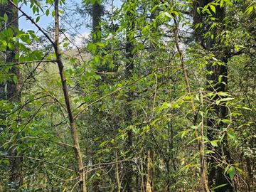 VENTA DE TERRENO EN CASAS BLANCAS, MINERAL DEL CHICO TOTALMENTE BOSQUE