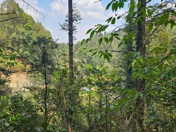 VENTA DE TERRENO EN CASAS BLANCAS, MINERAL DEL CHICO TOTALMENTE BOSQUE