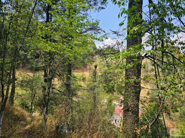 VENTA DE TERRENO EN CASAS BLANCAS, MINERAL DEL CHICO TOTALMENTE BOSQUE
