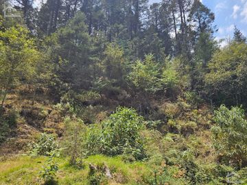 VENTA DE TERRENO EN CASAS BLANCAS, MINERAL DEL CHICO TOTALMENTE BOSQUE