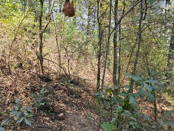 VENTA DE TERRENO EN CASAS BLANCAS, MINERAL DEL CHICO TOTALMENTE BOSQUE
