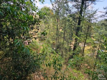 VENTA DE TERRENO EN CASAS BLANCAS, MINERAL DEL CHICO TOTALMENTE BOSQUE