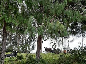 Hacienda lechera ganadera de venta en Nabón a 1 hora de Cuenca completamente tecnificada
