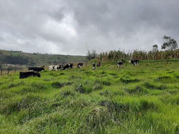 Hacienda lechera ganadera de venta en Nabón a 1 hora de Cuenca completamente tecnificada
